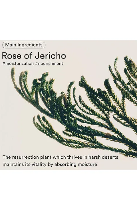 [Abib] Jericho Rose Bifida Serum Firming Drop (50mL/1.69fl.oz)